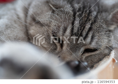 眠る猫 サバトラ猫 眠る猫 サバトラ猫 116594353