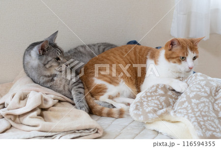 寄り添ってくつろぐ二匹の猫 116594355