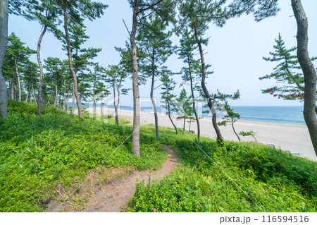 「青森県」みちのく潮風トレイル大須賀海岸の風景・八戸市 116594516