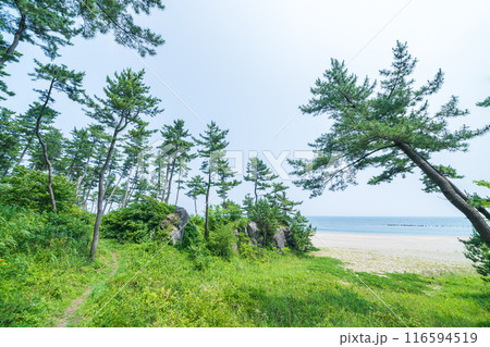 「青森県」みちのく潮風トレイル大須賀海岸の風景・八戸市 116594519