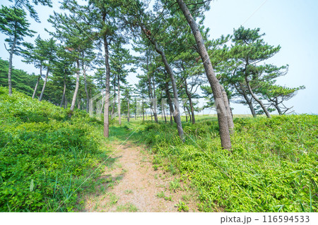 「青森県」みちのく潮風トレイル大須賀海岸の風景・八戸市 116594533
