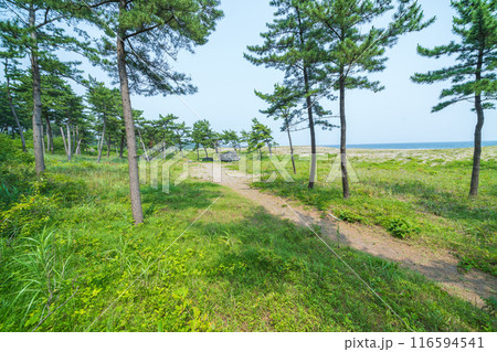 「青森県」みちのく潮風トレイル大須賀海岸の風景・八戸市 「青森県」みちのく潮風トレイル大須賀海岸の風景・八戸市 116594541