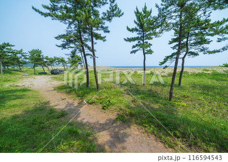 「青森県」みちのく潮風トレイル大須賀海岸の風景・八戸市 「青森県」みちのく潮風トレイル大須賀海岸の風景・八戸市 116594543