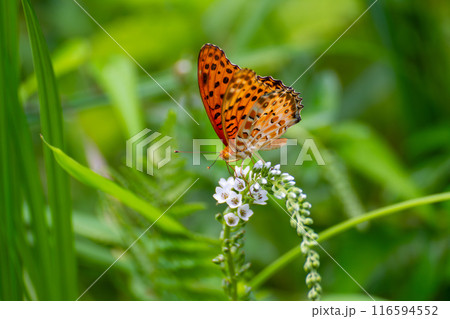 ツマグロヒョウモン 116594552