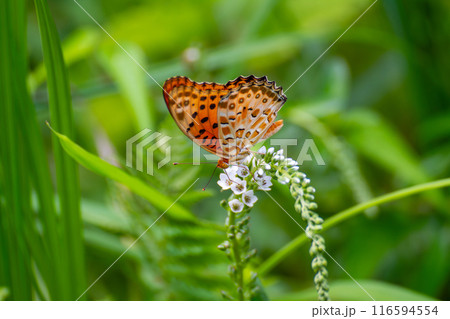 ツマグロヒョウモン 116594554
