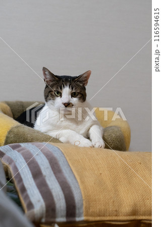 クッションの上でくつろぐ可愛い猫 キジトラ猫 クッションの上でくつろぐ可愛い猫 キジトラ猫 116594615