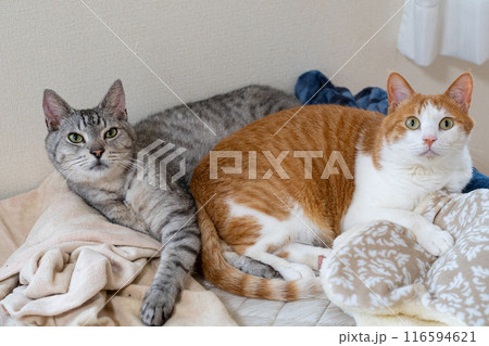 寄り添ってくつろぐ二匹の猫 116594621