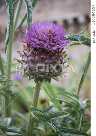 closeup of thistle blossom in a public garden closeup of thistle blossom in a public garden 116594657