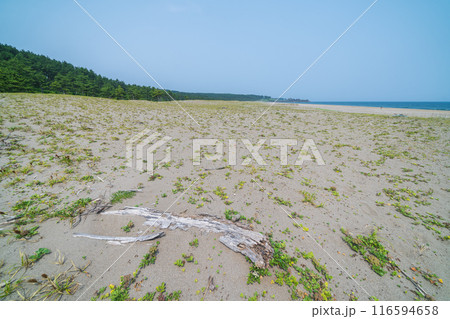 「青森県」みちのく潮風トレイル大須賀海岸の風景・八戸市 「青森県」みちのく潮風トレイル大須賀海岸の風景・八戸市 116594658