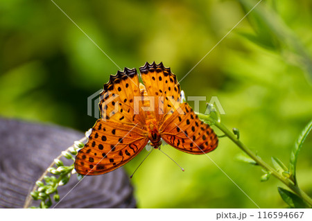 ツマグロヒョウモン 116594667