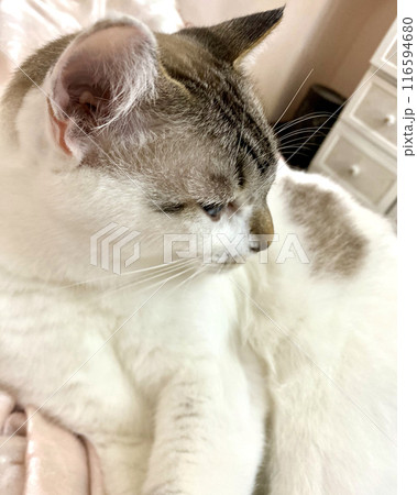 微睡みシャムトラ猫さんの横顔　縦画像 116594680
