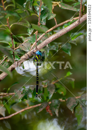 ヤブヤンマ 116594922