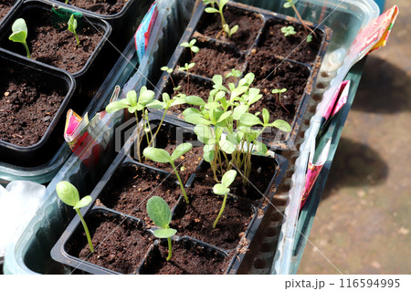 seedlings of zinnia flowers in plastic cups seedlings of zinnia flowers in plastic cups 116594995