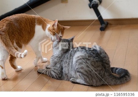 にらみ合う二匹の猫 にらみ合う二匹の猫 116595336