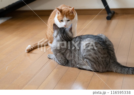 にらみ合う二匹の猫 116595338
