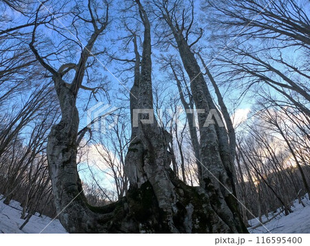 冬季鳥海山中島台のあがりこ大王 冬季鳥海山中島台のあがりこ大王 116595400