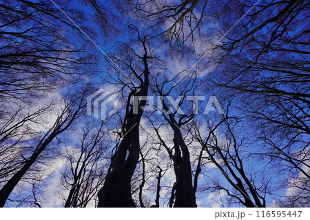 冬季鳥海山中島台のあがりこ大王 116595447