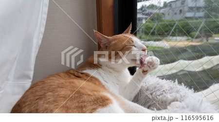 毛繕いをする猫 茶トラ白 毛繕いをする猫 茶トラ白 116595616