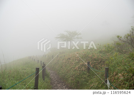 霧に覆われた高原　霧ヶ峰 116595624