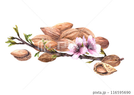 Almond tree branch with leaves and flowers on background of pile of nuts. Botanical food composition. Watercolor illustration hand painted. Clipart for card, product, food, cosmetic label. Isolated  116595690