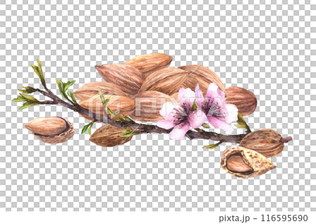Almond tree branch with leaves and flowers on background of pile of nuts. Botanical food composition. Watercolor illustration hand painted. Clipart for card, product, food, cosmetic label. Isolated  116595690