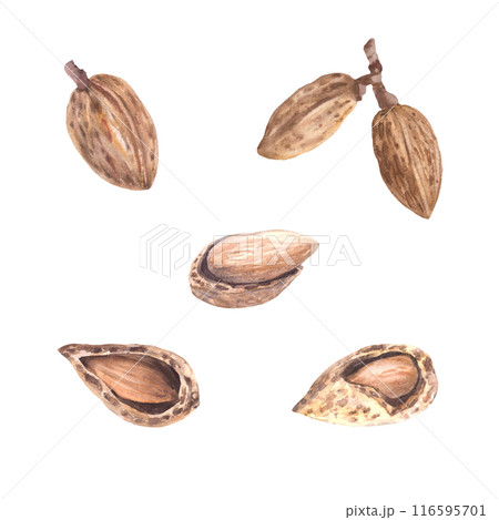 Almonds in the Shell Watercolor set of botanical illustrations with nutshell. Organic vegetarian Food. Healthy harvest unpeeled fruit clipart on isolated background for snack product, cosmetic, label. 116595701