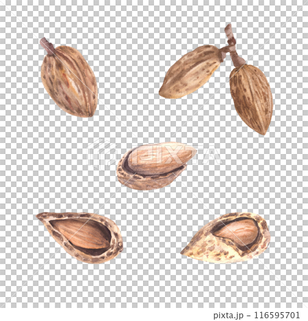 Almonds in the Shell Watercolor set of botanical illustrations with nutshell. Organic vegetarian Food. Healthy harvest unpeeled fruit clipart on isolated background for snack product, cosmetic, label. 116595701