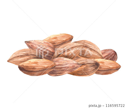 Heap of nuts. Pile of peeled almond kernel. Watercolor hand painted food illustration. Healthy vegan stone fruit harvest. Clipart on isolated background. Organic nature snack, cosmetic, product label 116595722