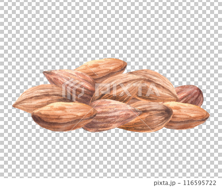 Heap of nuts. Pile of peeled almond kernel. Watercolor hand painted food illustration. Healthy vegan stone fruit harvest. Clipart on isolated background. Organic nature snack, cosmetic, product label 116595722