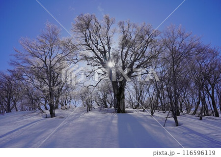 冬季鳥海山の樹林と太陽 116596119
