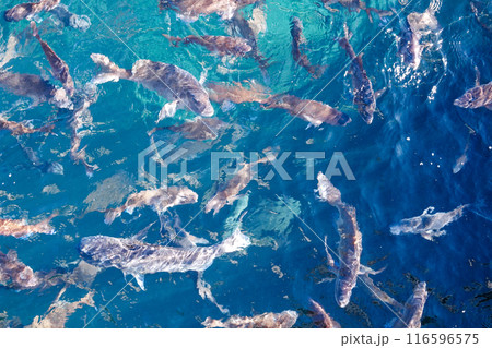 真鯛の群泳（神奈川県三浦市） 116596575