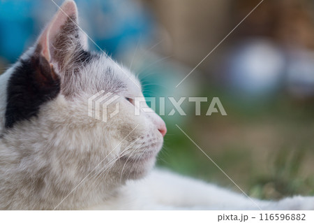 Close-up face of black and white cat looking to right, closing eyes in the distance, and lying calmly on the ground among the grass in garden. The concept of finding peace in midst of worldly vanity Close-up face of black and white cat looking to right, closing eyes in the distance, and lying calmly on the ground among the grass in garden. The concept of finding peace in midst of worldly vanity 116596882