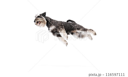 Lively Schnauzer caught in mid-jump, showcasing its energetic nature and positive emotions against white studio background. 116597111