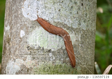 巨大ナメクジ 巨大ナメクジ 116597119