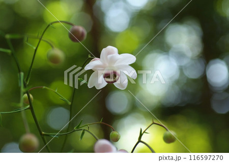 林床に咲くレンゲショウマ一輪 林床に咲くレンゲショウマ一輪 116597270