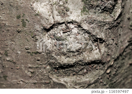 木の幹に悲しい老人の人面が浮かび上がる心霊的テクスチャー（実物・灰褐色にコントラストを抑えた画像） 116597497