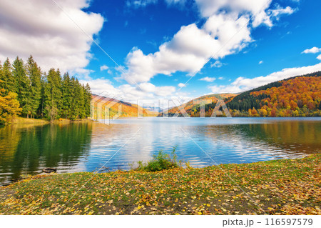 lake in mountains on a sunny day. forest reflecting in the water. stunning cloudscape. beautiful scenery of vilshany reservoir in autumn season. ukraine carpathians 116597579