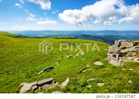 alpine scenery of transcarpathia in summer. green highlands of ukraine. scenery of mount smooth. sunny day. landscape of carpathian mountains 116597587