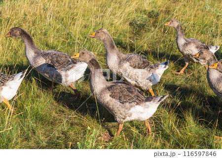 Domestic gray geese on a meadow. Gray Geese in the grass, domestic bird, flock of geese 116597846