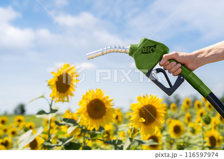 Hand with biofuel refueling nozzle on a background of sunflower field 116597974