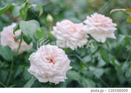 薔薇(マイガーデン) 薔薇(マイガーデン) 116598009