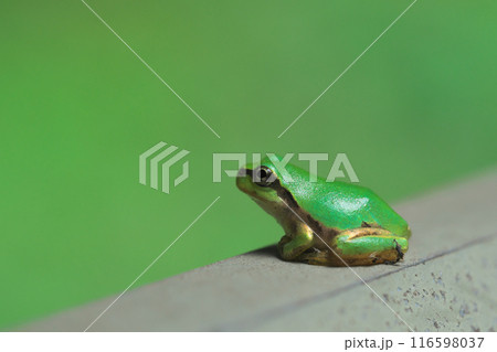 遠くを見つめるアマガエル 遠くを見つめるアマガエル 116598037