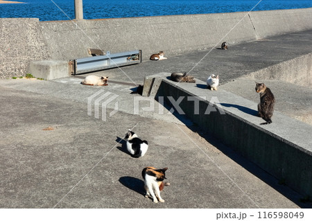 【香川県】猫の島(佐柳島)で暮している野生のネコ達 【香川県】猫の島(佐柳島)で暮している野生のネコ達 116598049