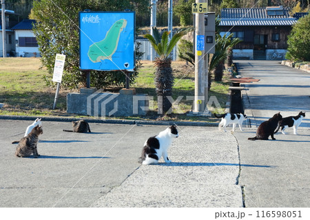【香川県】猫の島(佐柳島)で暮している野生のネコ達 【香川県】猫の島(佐柳島)で暮している野生のネコ達 116598051