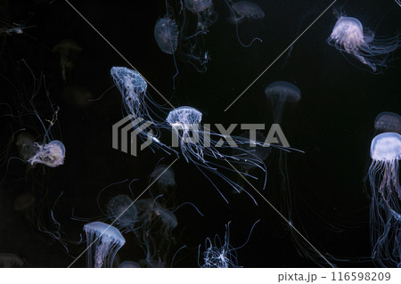 Group of Atlantic sea nettle jellyfish floating in illuminated aquarium with white light 116598209