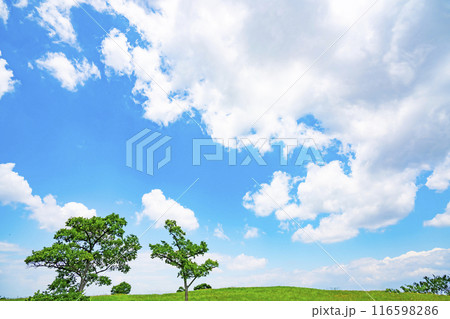 夏の青空と草原 116598286
