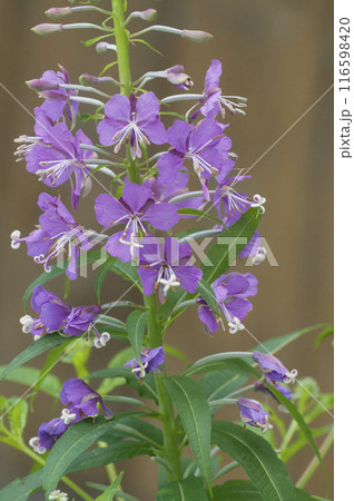 Fireweed flowers close up in the meadow. Fireweed flowers close up in the meadow. 116598420