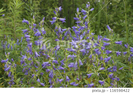 Campanula latifolia, (giant bellflower) flowers in a grass, close up shot, Campanula latifolia, (giant bellflower) flowers in a grass, close up shot, 116598422