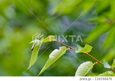 葉に止まるタマムシ科タマムシ 葉に止まるタマムシ科タマムシ 116598876