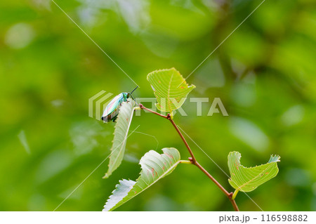 葉に止まるタマムシ科タマムシ 116598882